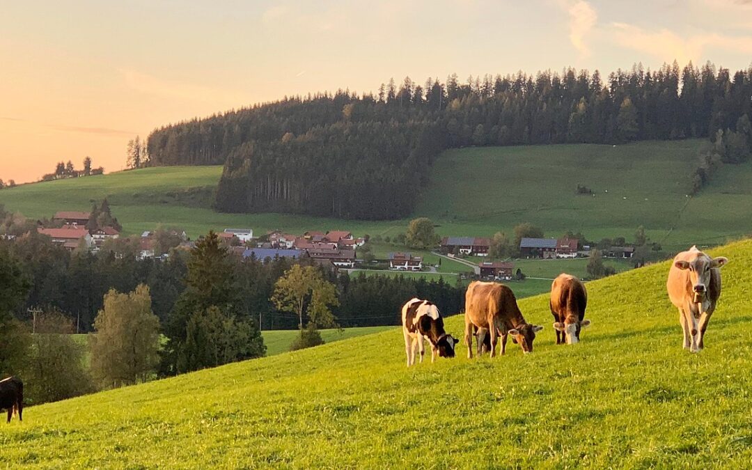 Vielfältige Weiden – mehr Milch und weniger Methan?