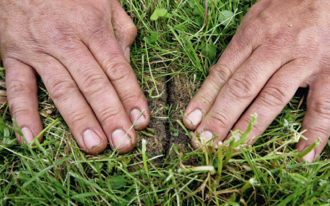 Welches Saatgut fürs Grünland?