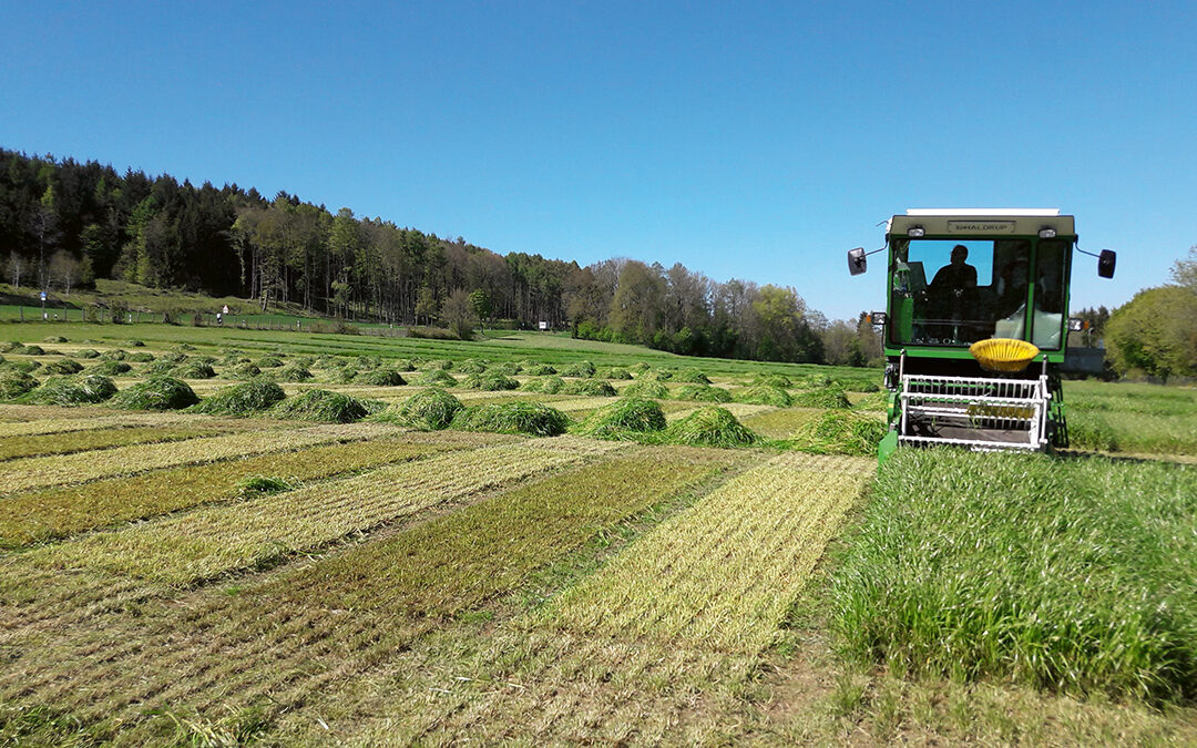 Wegweisende Sortenwahl