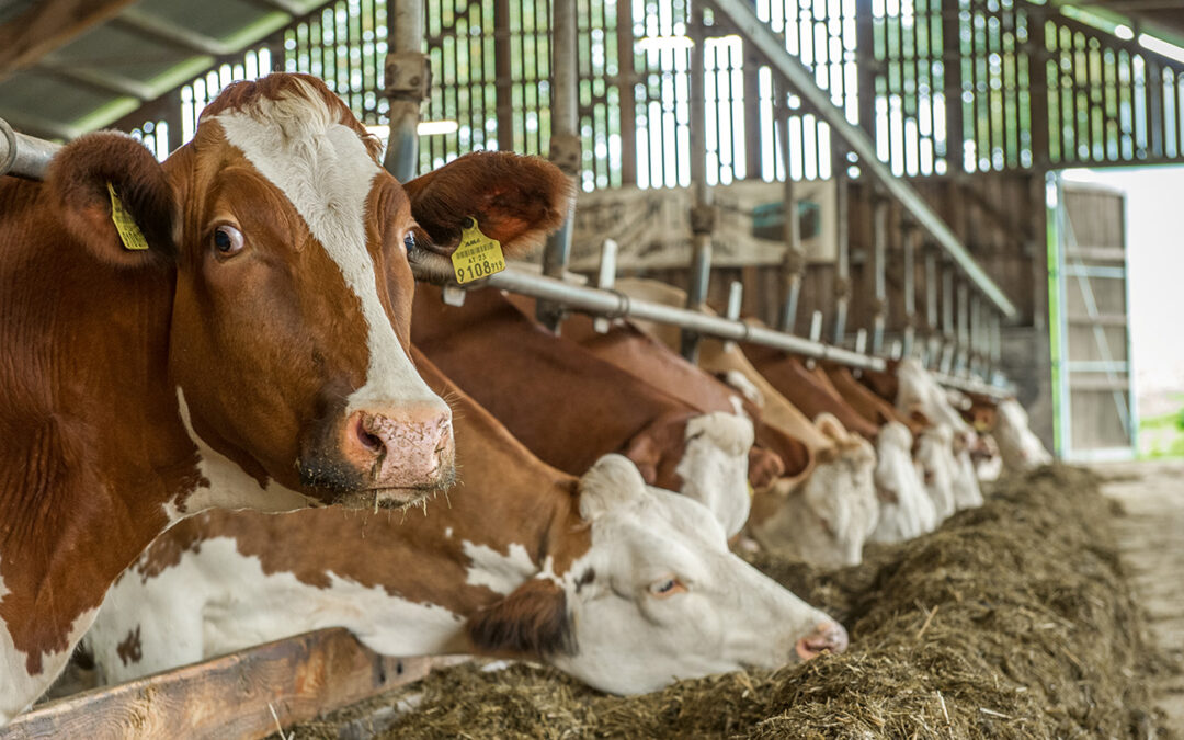 Tierindividuelle Strategien als Schlüssel
