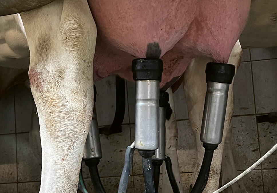 Neue Perspektiven in der Mastitisvorbeuge