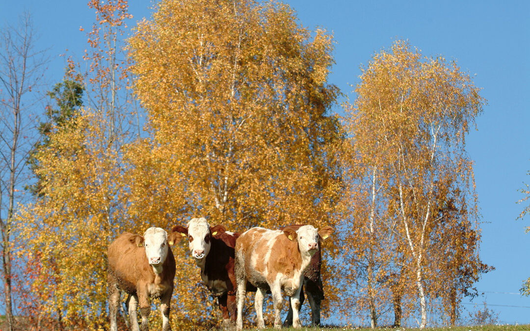 Herbst-Check auf der Rinderweide