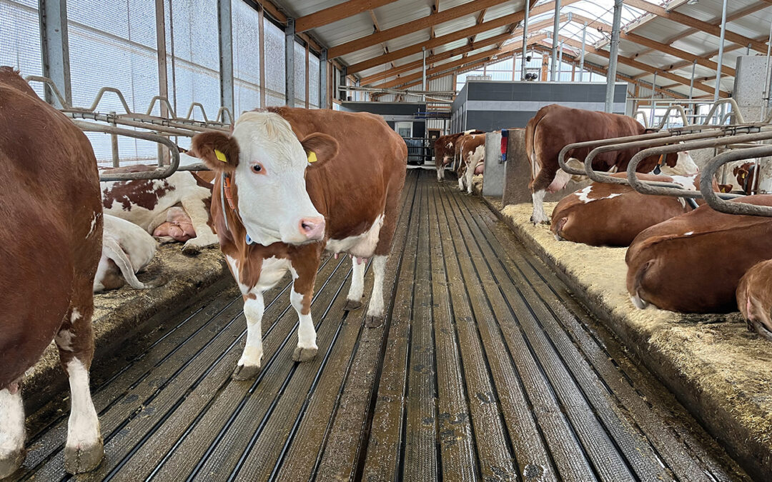Gut für Klauen, Stallhygiene und Umwelt